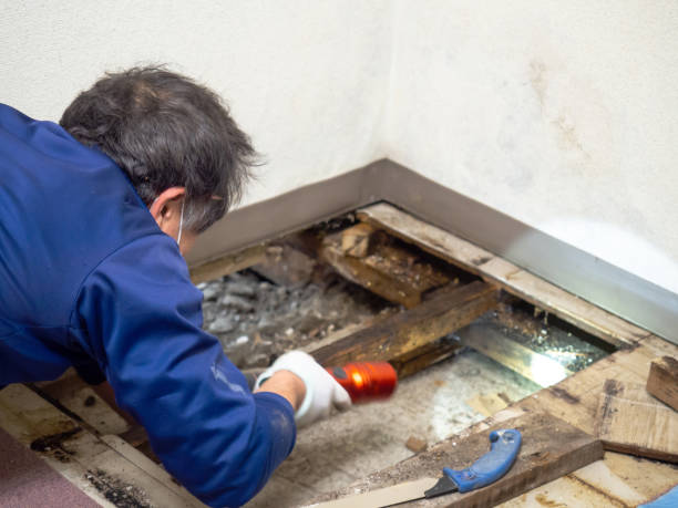 Best Mold Remediation for Schools in Mount Carroll, IL
