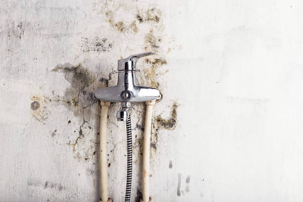 Best Health and Safety Mold Remediation in Mount Carroll, IL