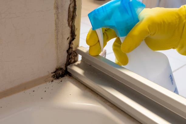 Best Attic Mold Remediation in Mount Carroll, IL