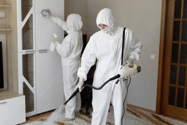Best White Mold Remediation in Mount Carroll, IL