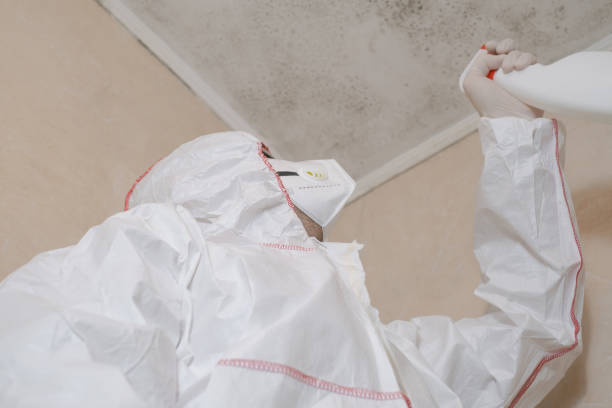 Best Black Mold Remediation in Mount Carroll, IL