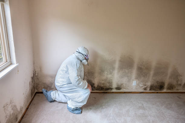 Best Residential Mold Remediation in Mount Carroll, IL