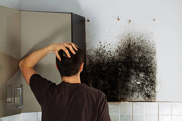 Best Mold Testing and Inspection Services in Mount Carroll, IL