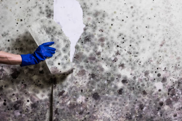 Trusted Mount Carroll, IL Mold Remediation Experts