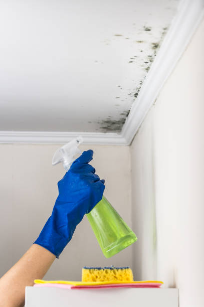 Best DIY Mold Remediation Support Services in Mount Carroll, IL